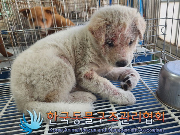 한국동물구조관리협회_441382202300413